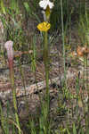 Savannah sneezeweed